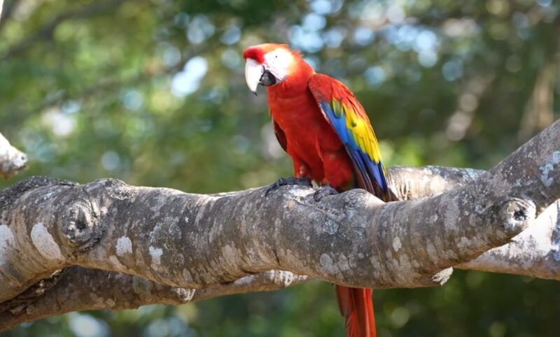 Beautiful red birds