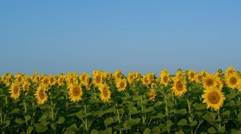 Flowers symbolizing farewell