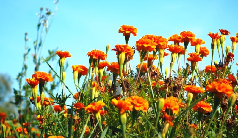 Parting gift flowers