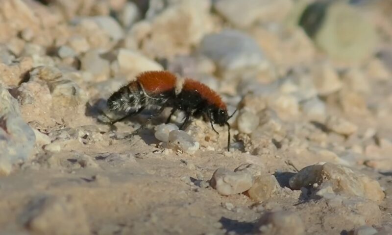 Red Velvet Ant Bite