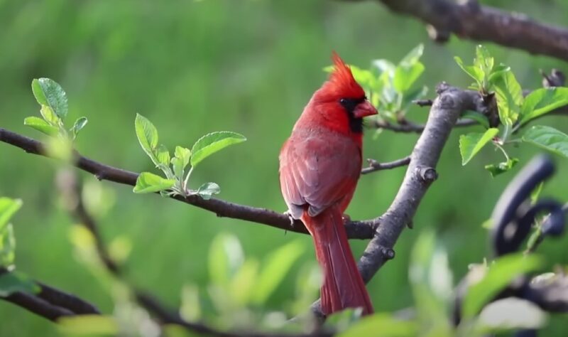 Red birds in America