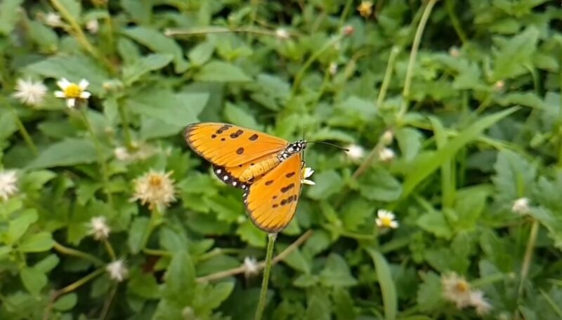 Red butterflies