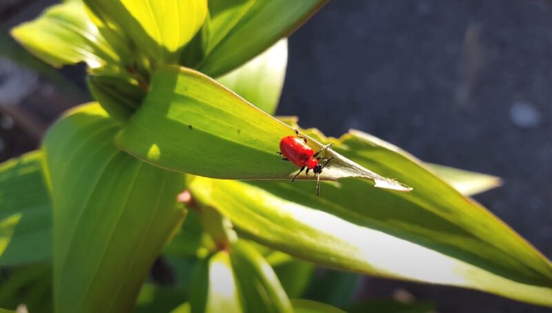 Red insects