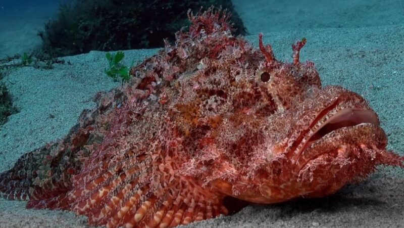 Red scropion fish