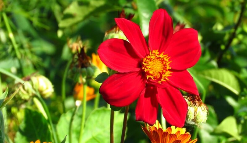 Sentimental farewell blooms