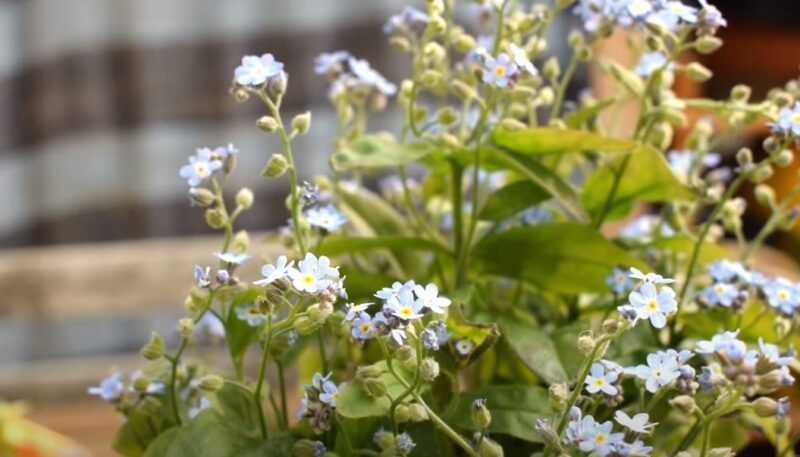 Sentimental goodbye flowers