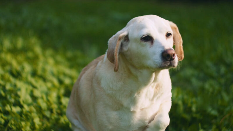 The Labbe dog mix